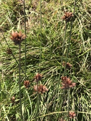 Juncus occidentalis