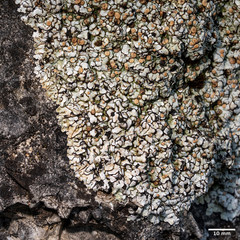 Squamarina cartilaginea