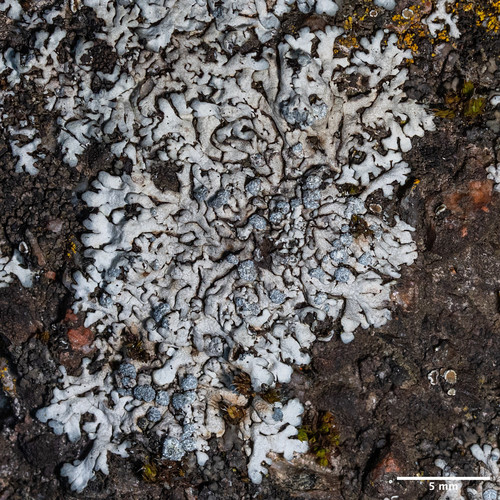 fyscia modrosivá (Physcia caesia)