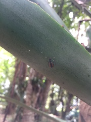 Diabrotica viridicollis