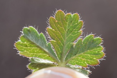 Potentilla pusilla