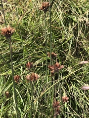 Juncus occidentalis
