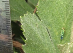 Poecilocarda cosmopolita