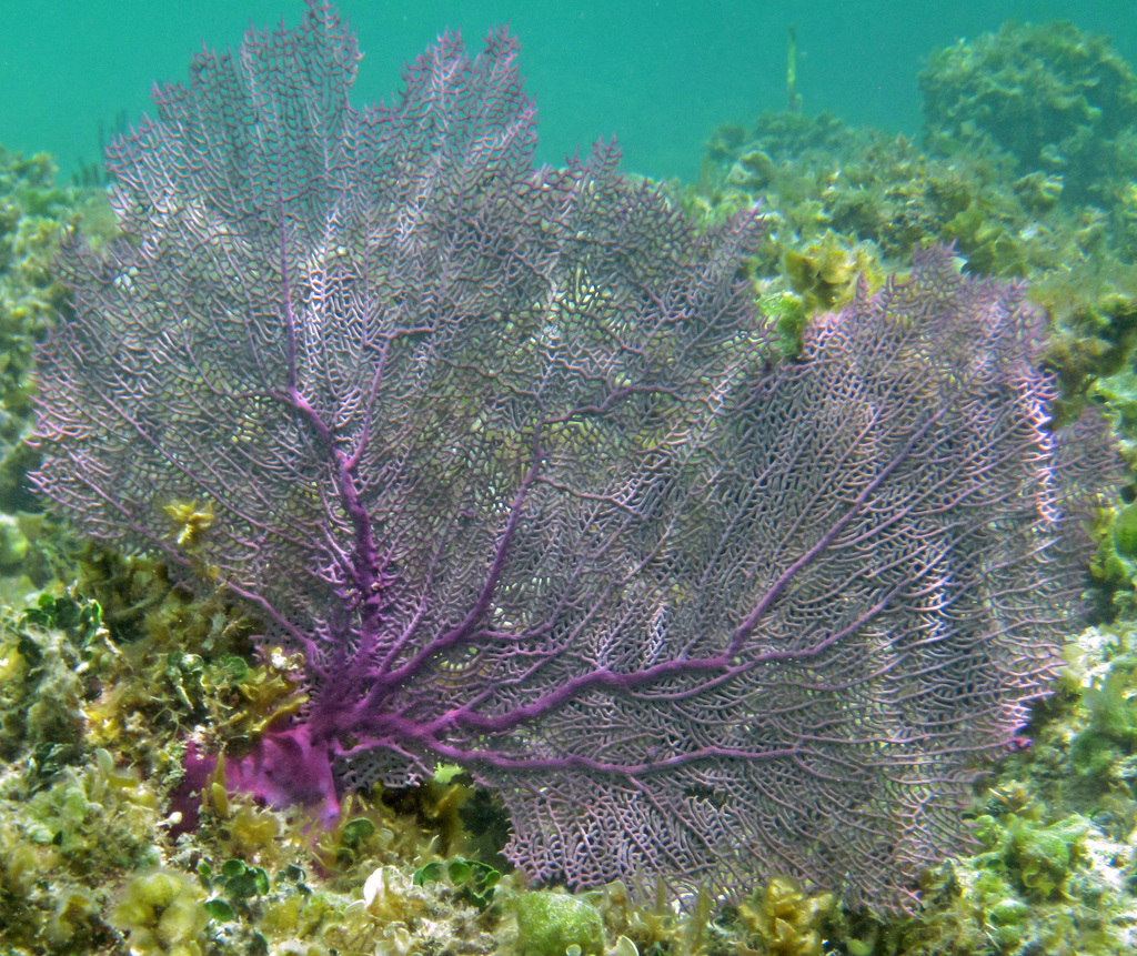Common Sea Fan