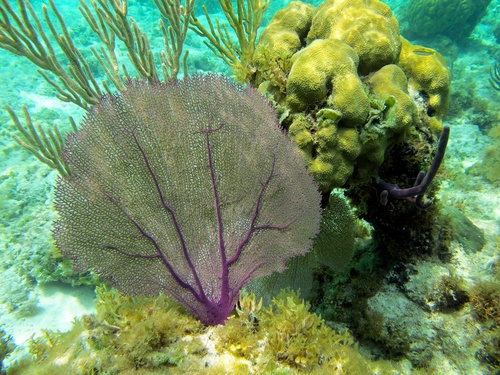 Purple Sea Fan, photo 3 of 9