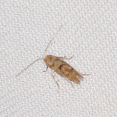 Argyresthia alternatella