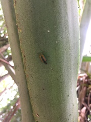 Diabrotica viridicollis