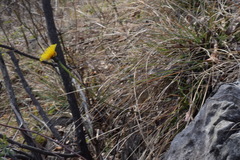 Leontodon tenuiflorus