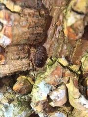 Insecta