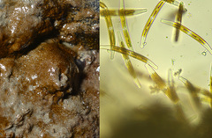 Climaconeis