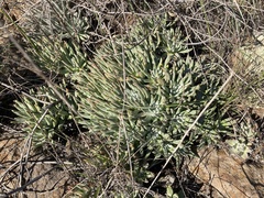 Dudleya virens virens
