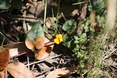 Platylobium reflexum