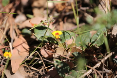 Platylobium reflexum