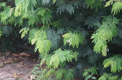 Lepidoptera