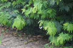 Lepidoptera