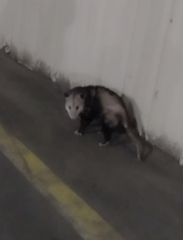 Didelphis virginiana