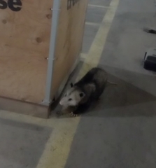 Didelphis virginiana