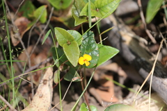 Platylobium reflexum