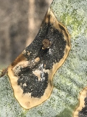 Phyllosticta concava