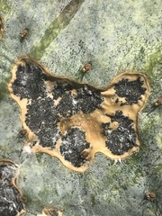 Phyllosticta concava