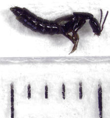 Phacophallus parumpunctatus