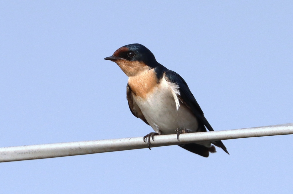 Ethiopian Swallow (Hirundo aethiopica) photo