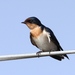 Ethiopian Swallow - Photo (c) mlanguy, some rights reserved (CC BY-NC), uploaded by mlanguy