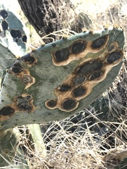 Phyllosticta concava