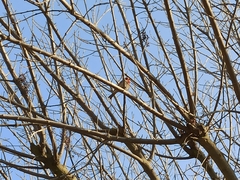 Haemorhous mexicanus