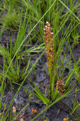 Disa obtusa hottentotica