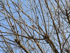 Haemorhous mexicanus