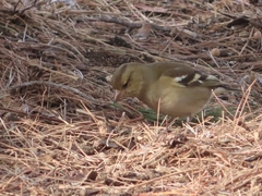 Fringilla coelebs