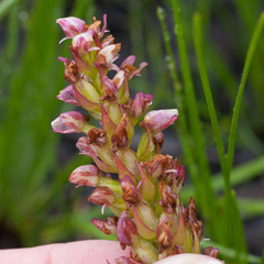 Disa obtusa hottentotica