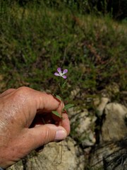 Clarkia delicata