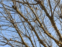 Haemorhous mexicanus