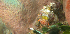 Scorpaena albifimbria