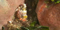 Scorpaena albifimbria