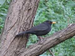 Turdus merula