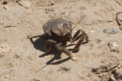 Apiomerus californicus