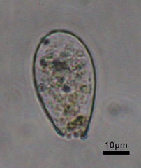 Euglypha laevis