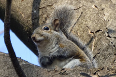 Sciurus carolinensis