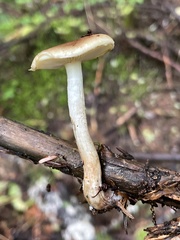 Pholiota humii