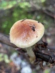 Pholiota humii