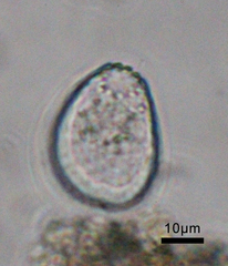 Euglypha laevis