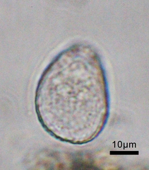 Euglypha laevis