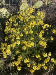 Senecio lyonii