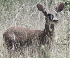 Odocoileus virginianus carminis