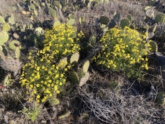 Senecio lyonii