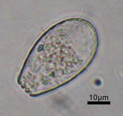 Euglypha laevis