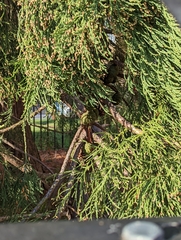 Sequoiadendron giganteum